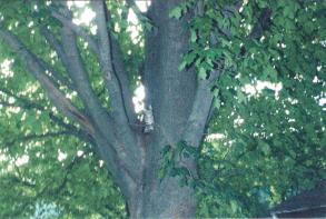 Cat in tree summer 001