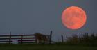 harvest moon